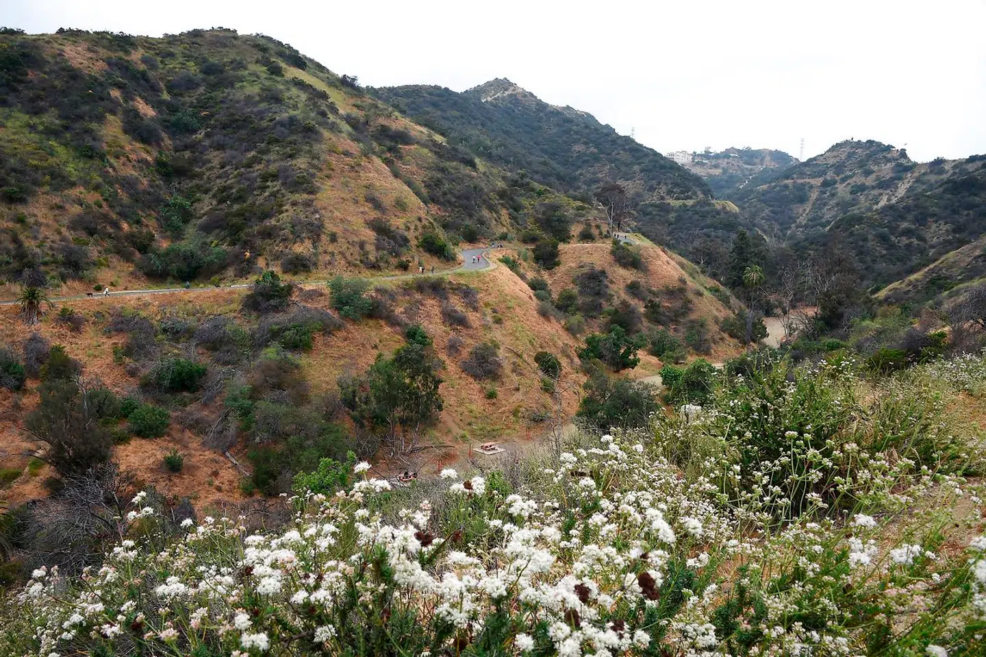 Populære Runyon Canyon Park. Foto: Robyn Beck / AFP