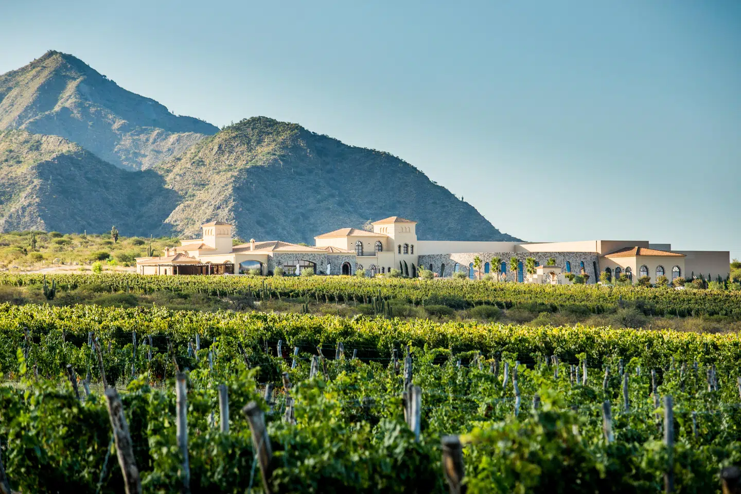 Cafayate præsterer fremragende vine, som er blandt favoritterne hos argentinerne selv.
