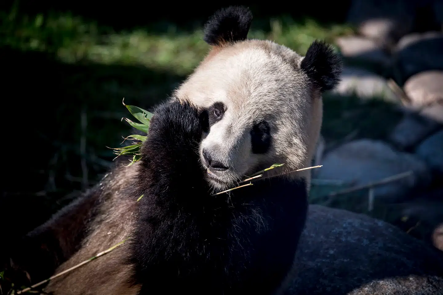 Pandaen Xing Er og dens nye anlæg blev vist frem for pressen i Zoologisk Have i København 10. april i år.