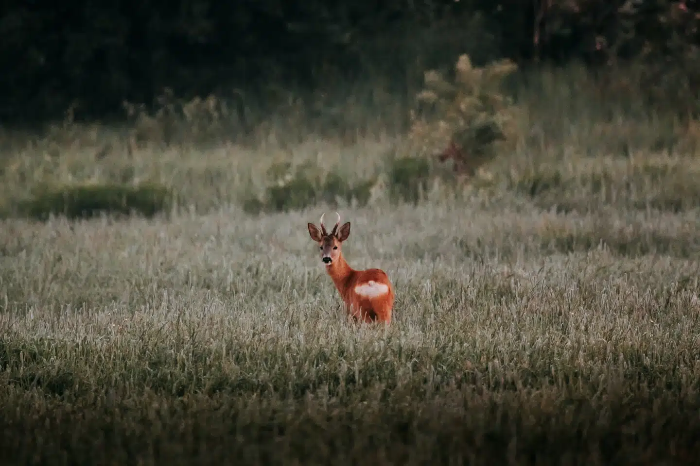 Du er sikker på flotte oplevelser, når du bevæger dig ud i Skånes imponerende natur. (Foto: sarahinthegreen.com)