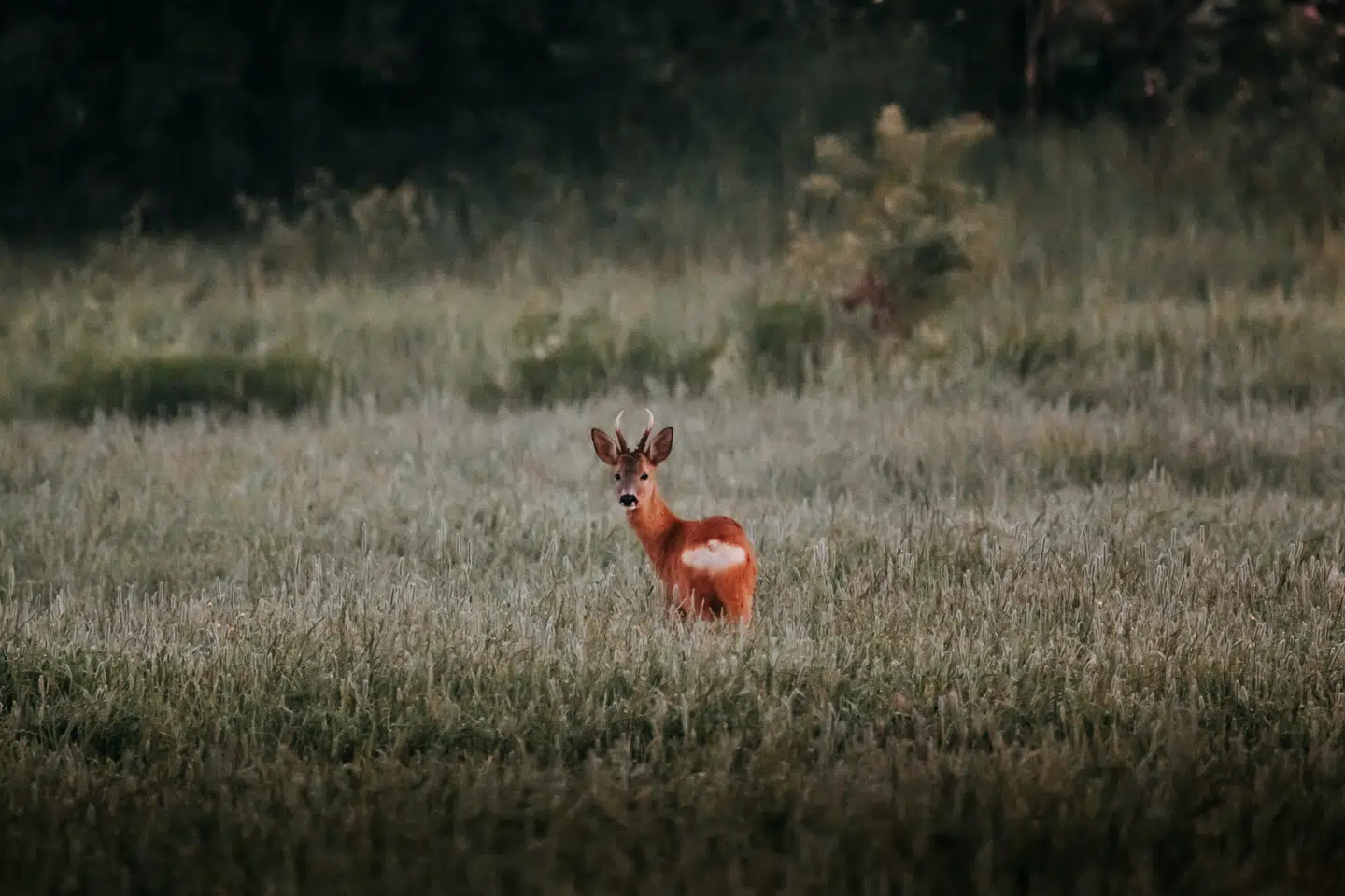 Du er sikker på flotte oplevelser, når du bevæger dig ud i Skånes imponerende natur. (Foto: sarahinthegreen.com)