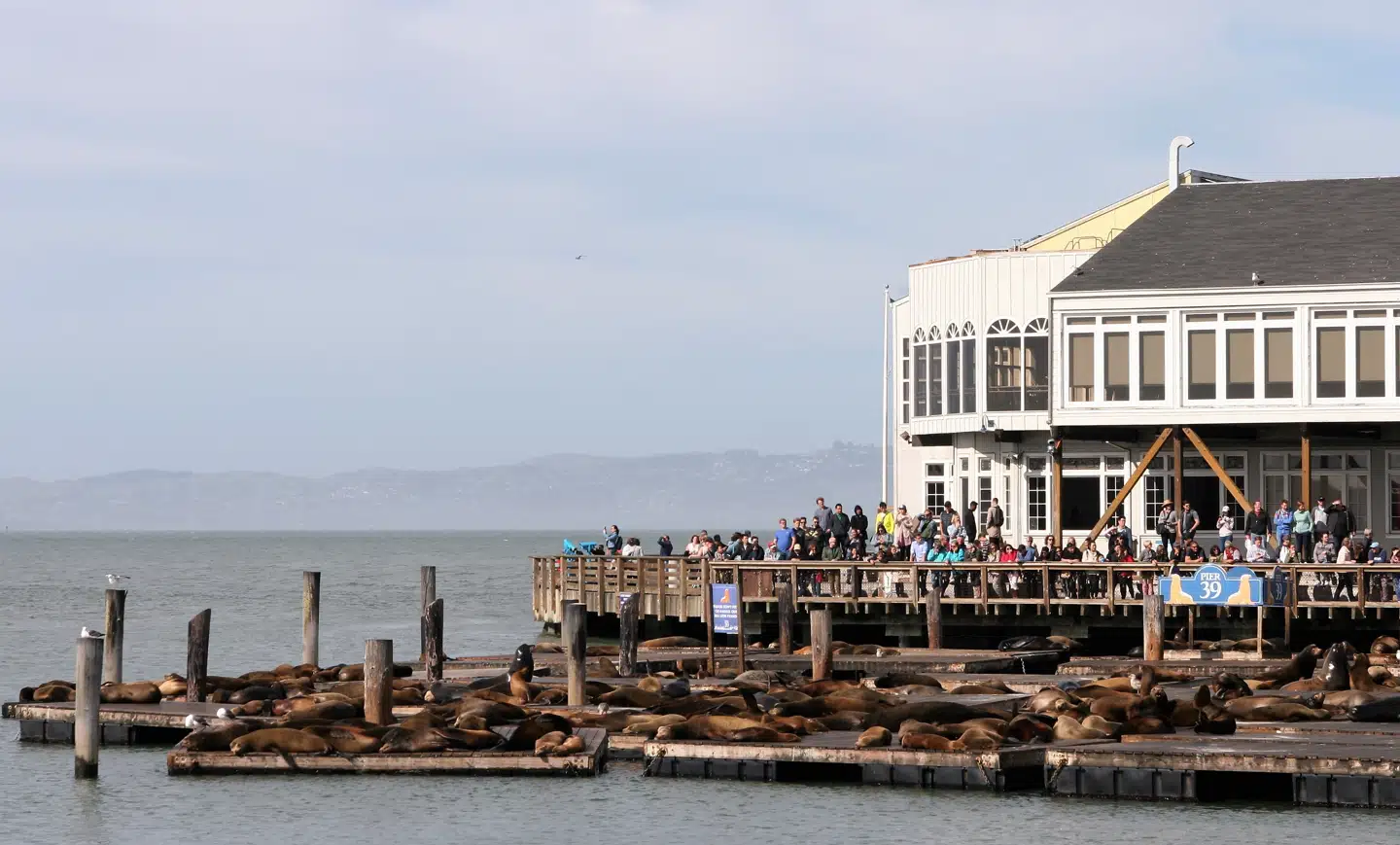 Søløver ved Pier 39 kaldes for »sealebrities«.