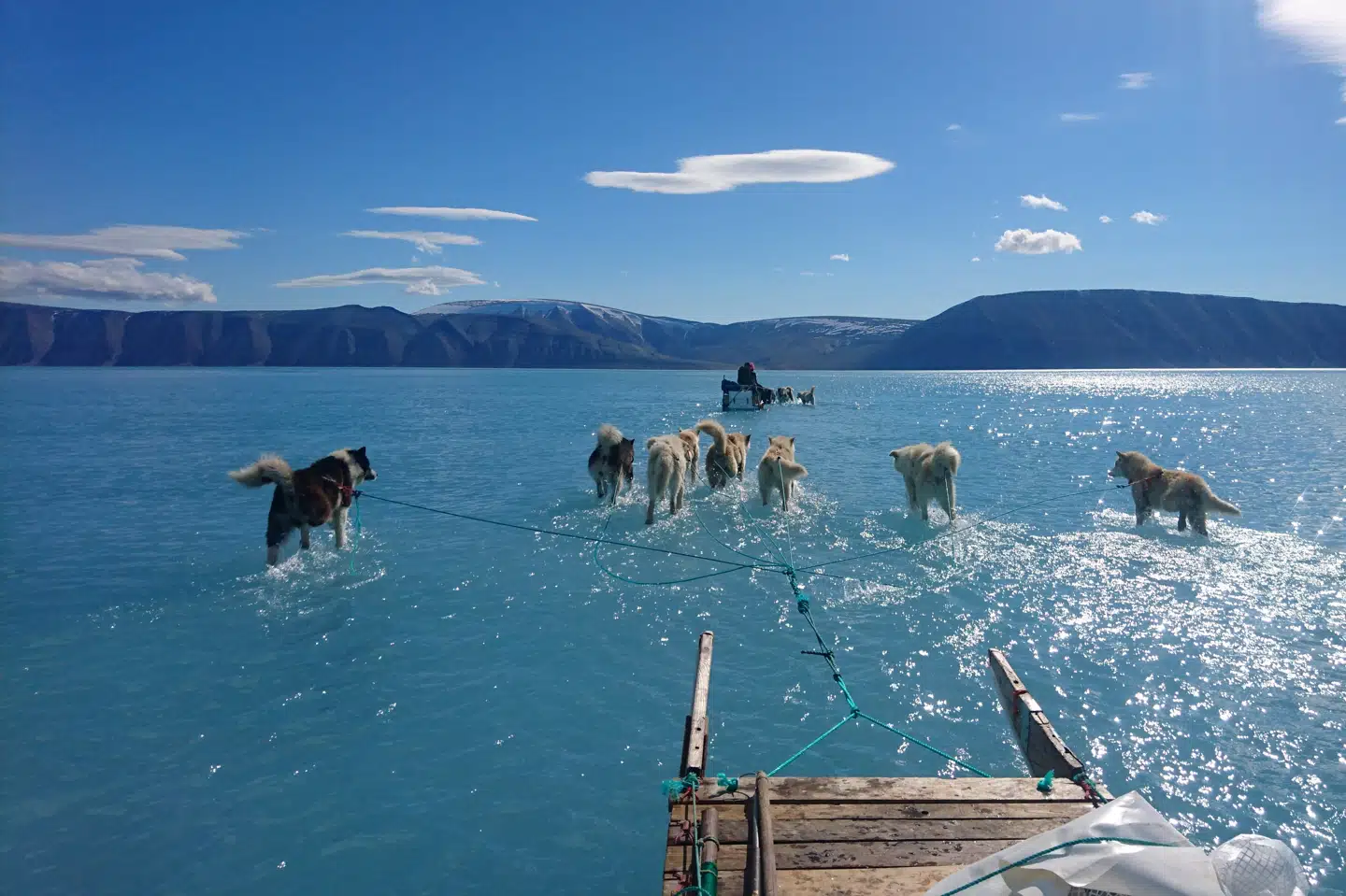 Billedet af slædehunde, der trækker en slæde over et dybt smeltevand, er blevet vist på CNN, BBC og i adskillige af verdens store aviser. (Arkivfoto) Social Media/Ritzau Scanpix