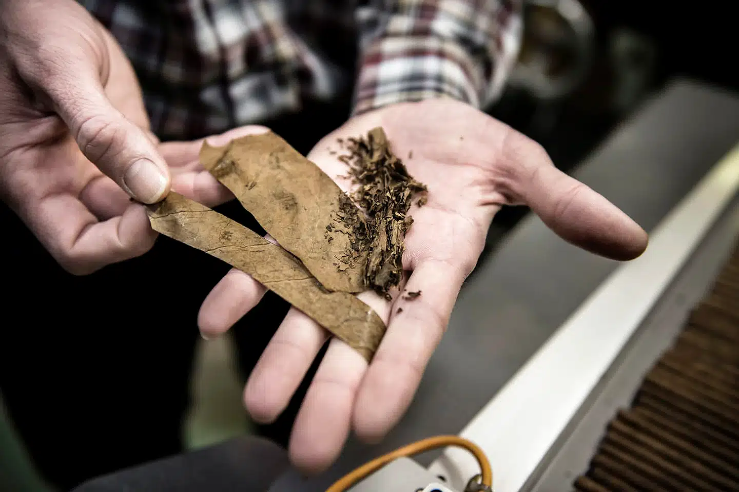 Scandinavian Tobacco Group STG er nødt til at være klar til at købe op i Cuba, når det kommunistiske styre falder, for at forhindre andre aktører i at få kontrol med nogle af verdens mest interessante kvalitetsvarer inden for cigarer.