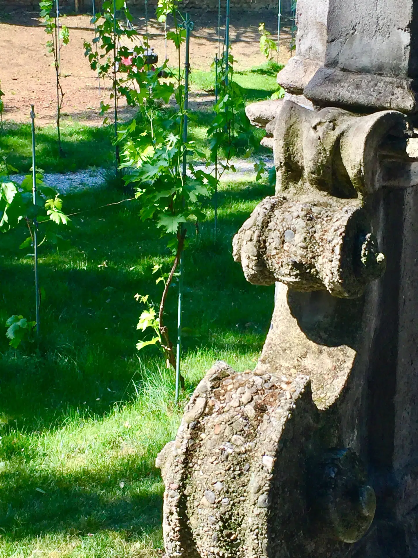 Leonardo da Vincis egen vingård bag hans hus i Milano har fået nye planter.