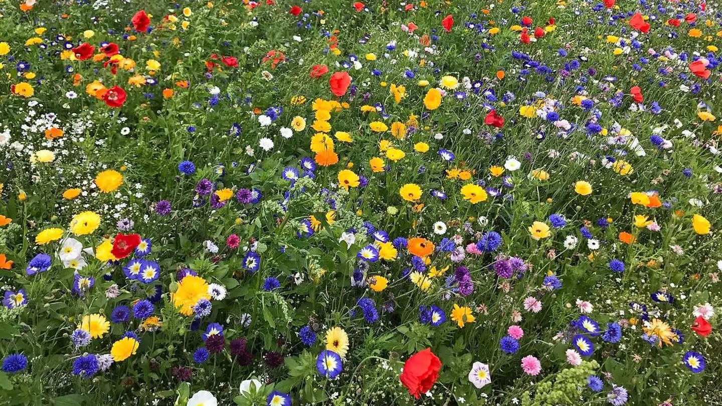 Blomstermarken ved Selinevej på Amager.