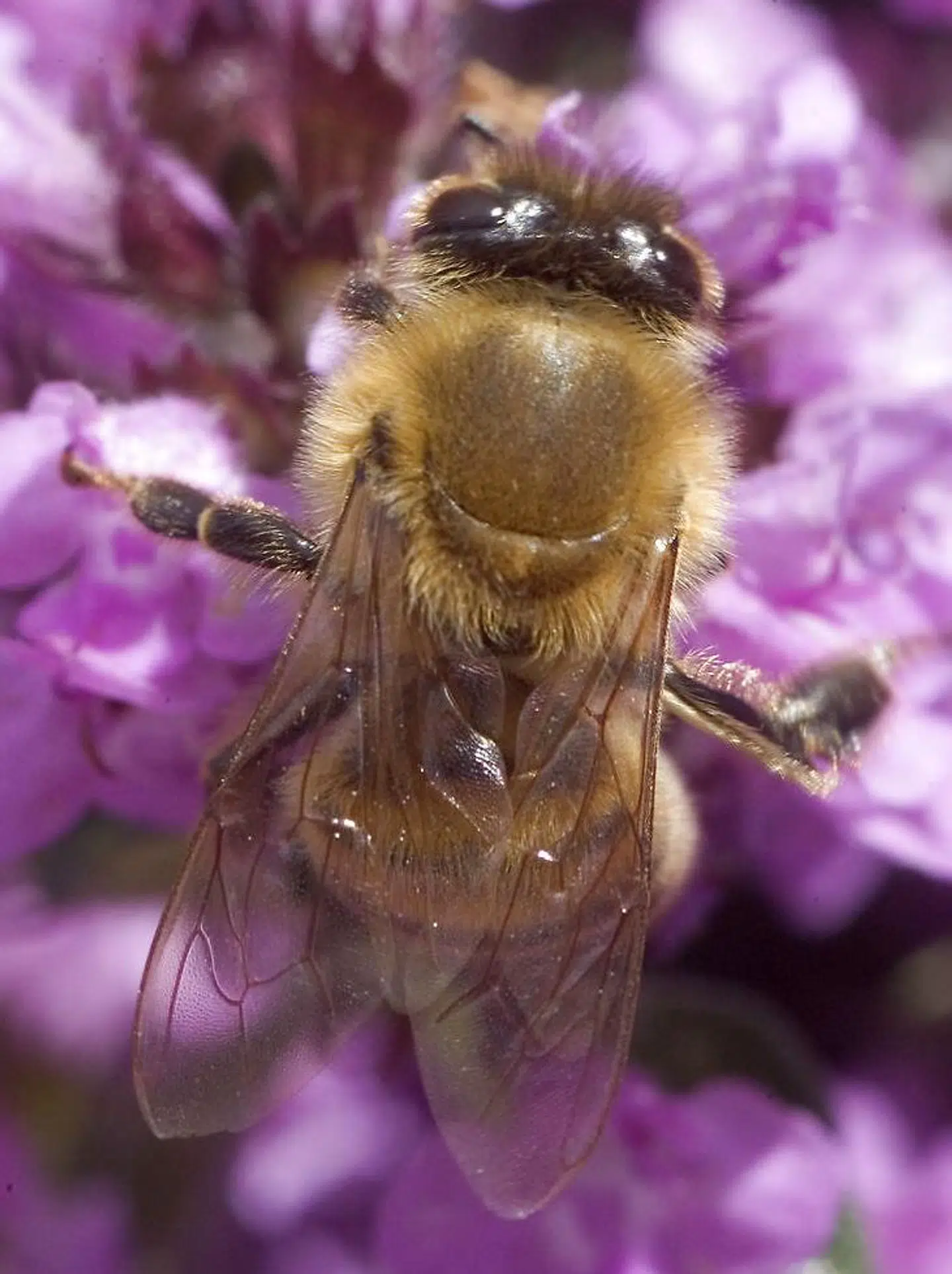 Den almindelige honningbi kender de fleste. Men der er masser af andre biarter herhjemme. Bl.a. 30 forskellige humlebier, godt 50 arter af jordbier og omkring 30 vejbiarter.