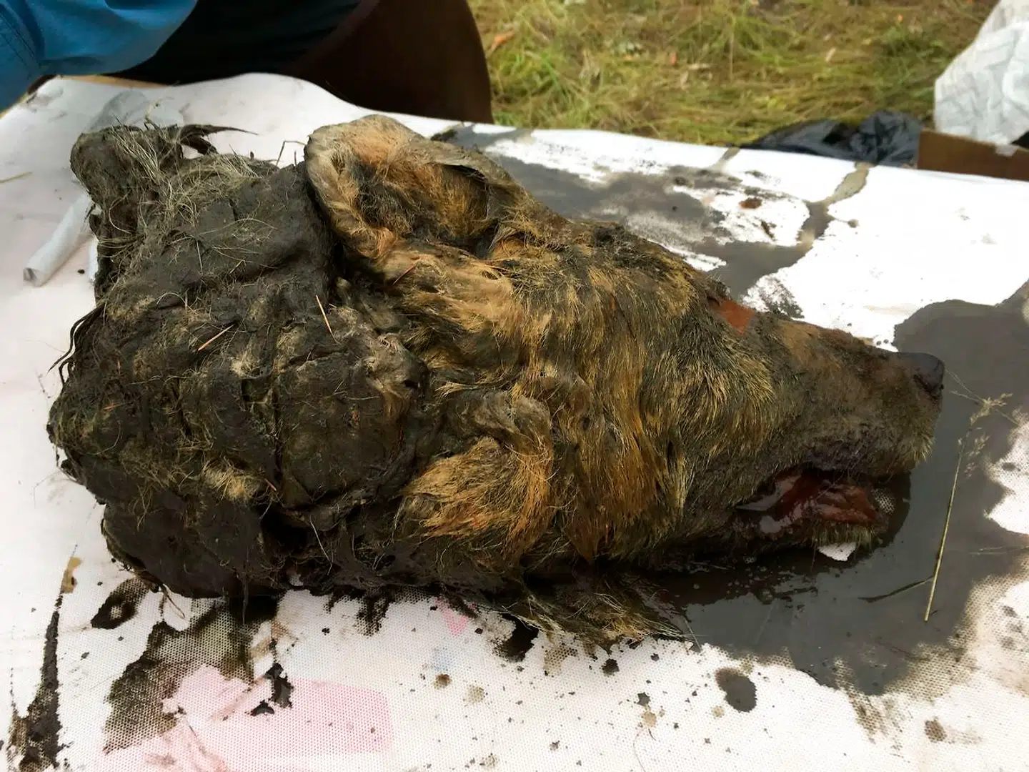 Det ældgamle hoved er 40 centimenter langt og fuldkommen intakt. Ulven snerrer endda stadig.