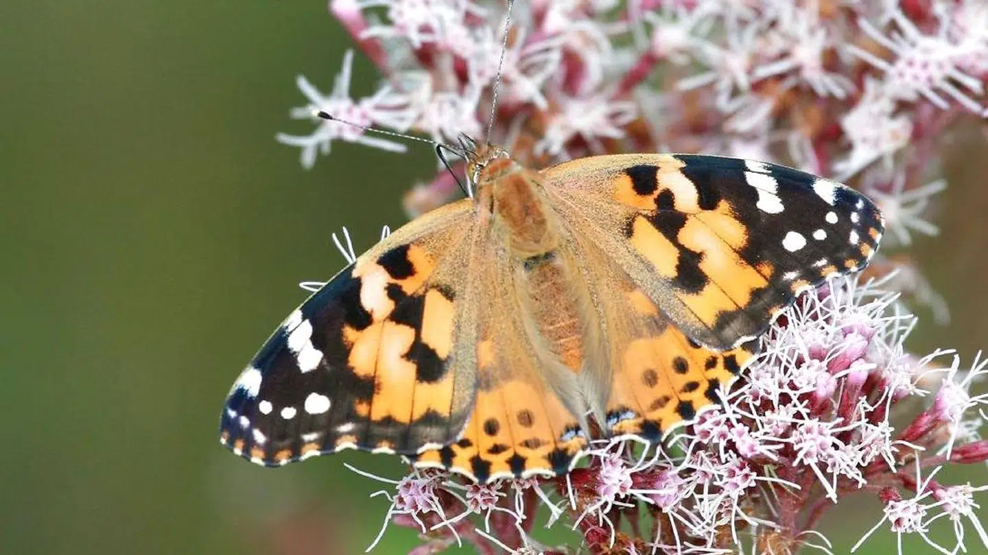 Tidselsommerfuglen er en sand globetrotter og kaldes verdens mest udbredte sommerfugl. Den fem-syv centimeter store sommerfugl er set flere gange i så fjerne egne som Grønland og kan prale af at være den eneste registrerede dagsommerfugl på Svalbard.