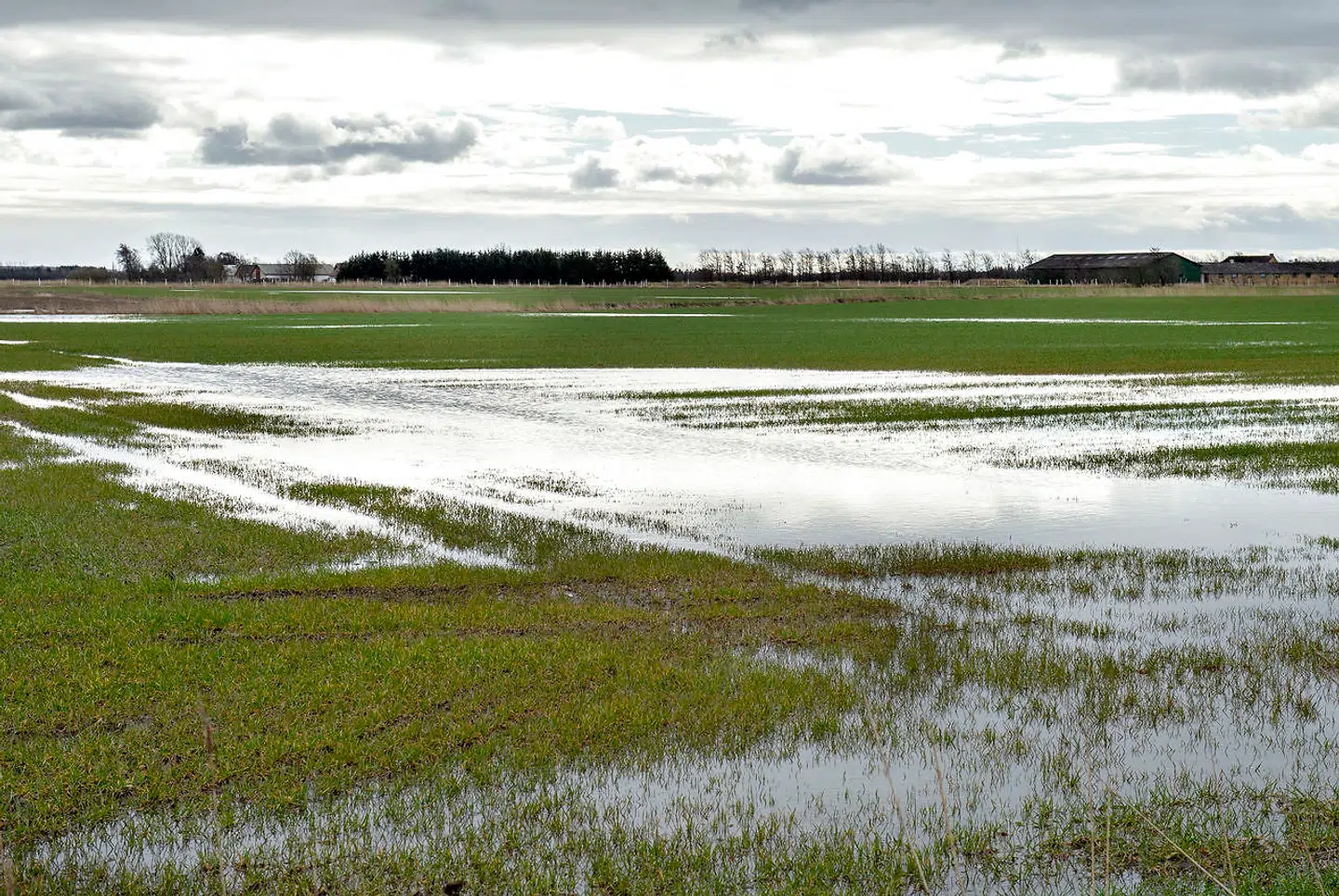 Greenpeace og Landbrug og Fødevarer kan godt bliver enige om, at det er en god klimaidé at lade være med at dræne og opdyrke jord med meget kulstof, f.eks. tørvejord. I stedet kan man f.eks. lade dem oversvømme med vand. Her er det dog ufrivilligt oversvømmede marker nær Aabybro i marts 2019. Foto: Henning Bagger/Scanpix 2019