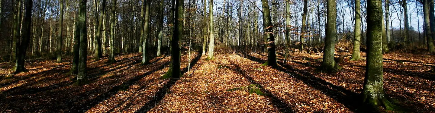 Sorø ligger i smukke naturomgivelser med rig mulighed for at fortabe sig i bøgeskovene.