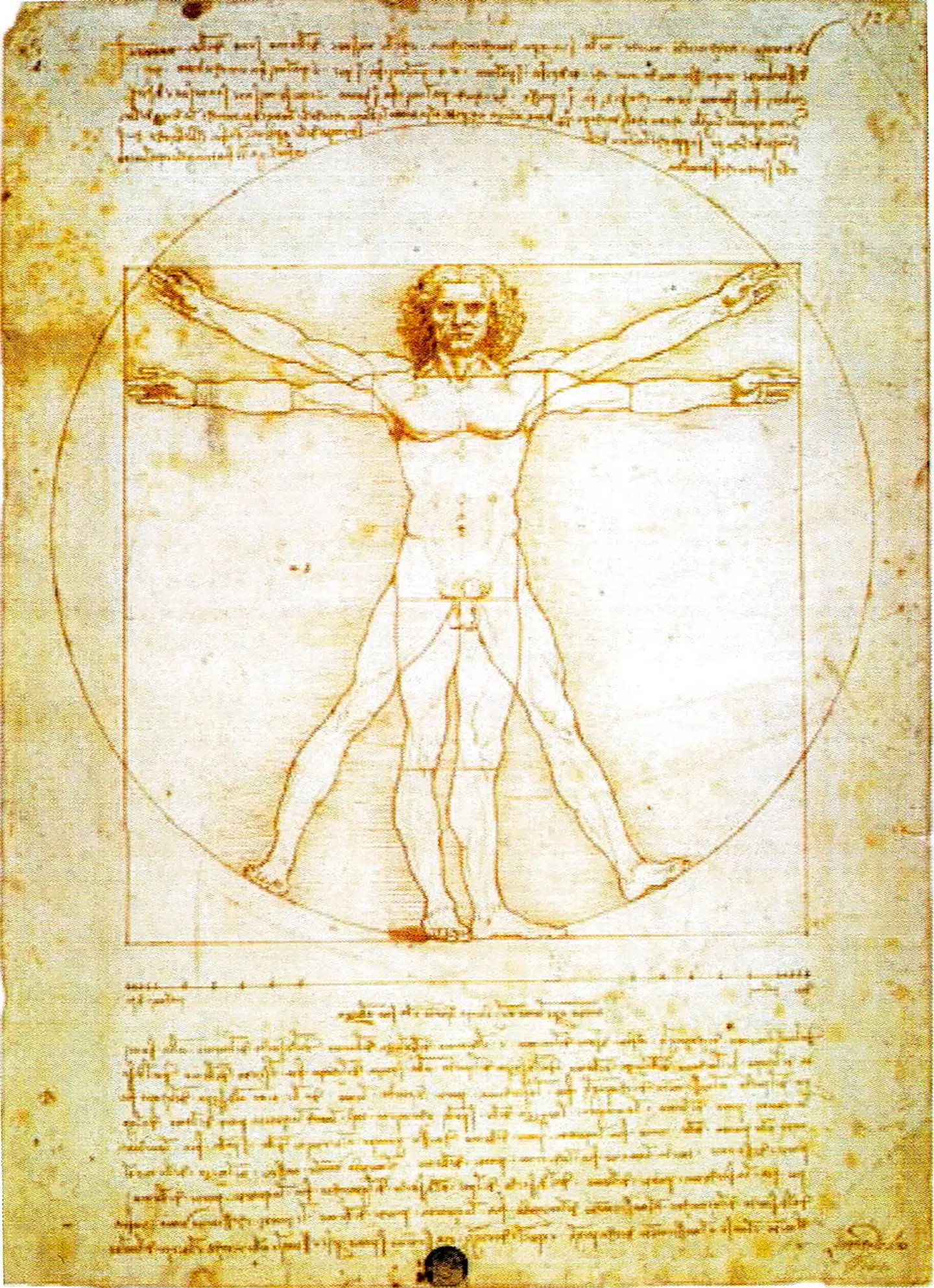 Leonardo da Vincis Den vitruvianske mand (Homo vitruvianus) er et af de værker, der er blevet så kendt, at de i dag hænger på børneværelser. Tegningen gengiver menneskefiguren i »Homo ad circulum et homo ad quadratum«, dvs. at mennesket, skabt i Guds billede, kan indskrives i en cirkel og et kvadrat.