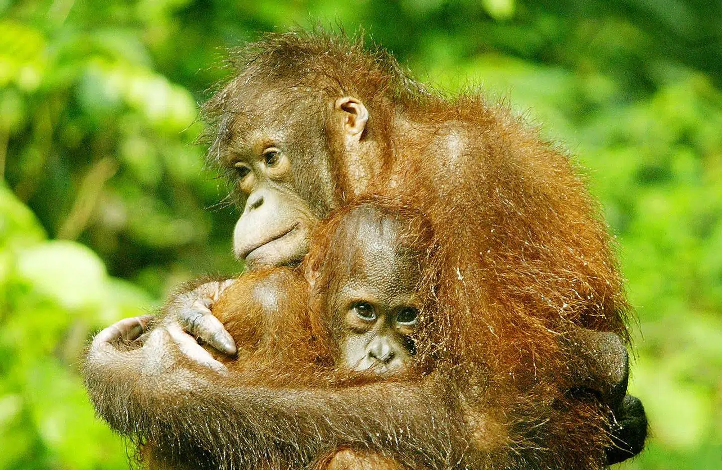 Orangutangen er blandt de talrige dyrearter, der er voldsomt truet af menneskers indhug i natur og levesteder.