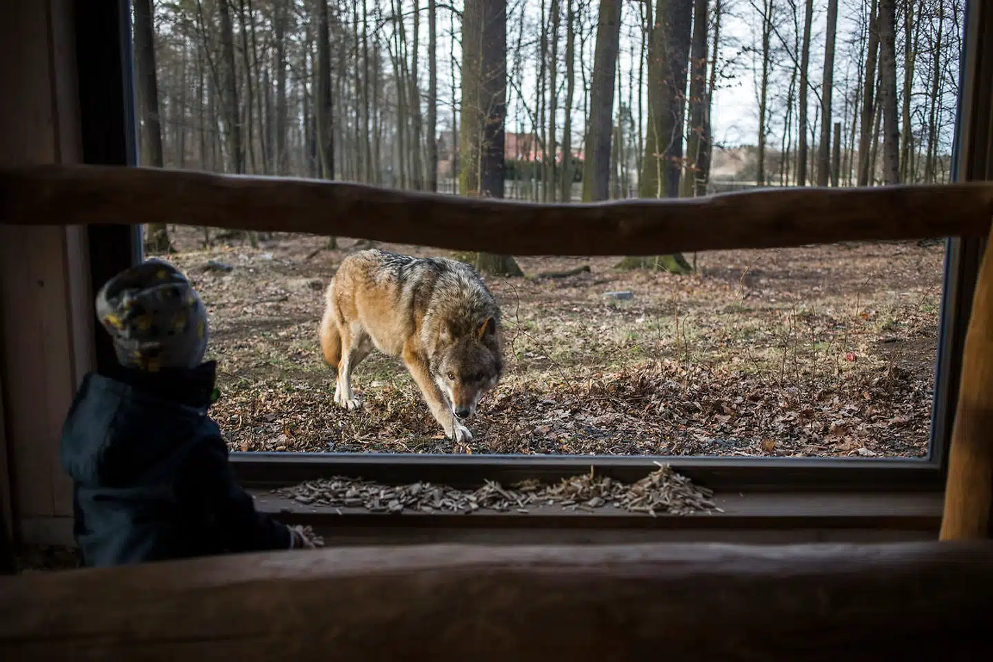 Et barn kigger på en ulv gennem et vindue i en naturpark i tyske Moritzburg.