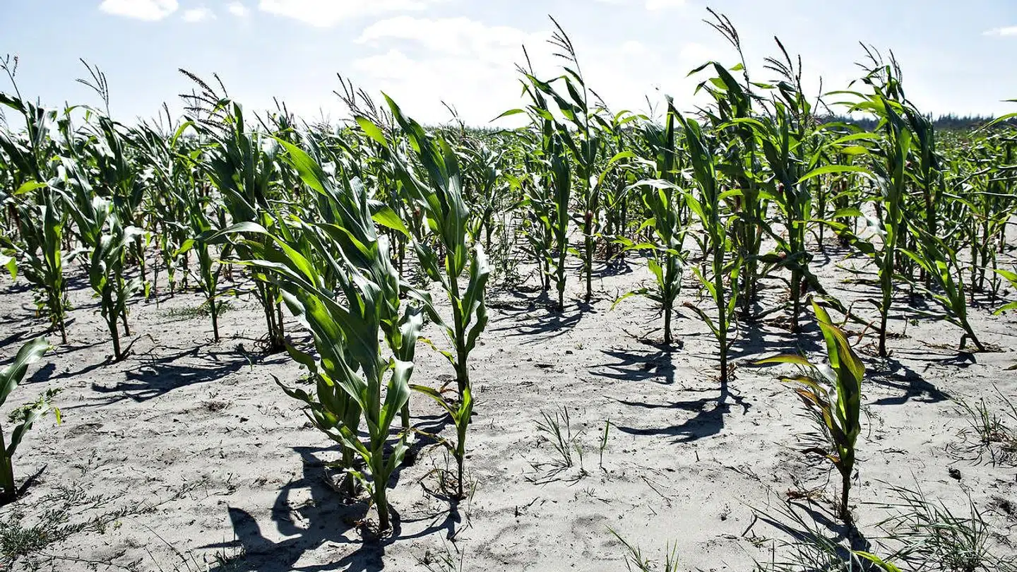 Sidste sommer var rekordtør og usædvanlig hed. Det kostede dansk landbrug milliarder af kroner. Her knastør majsmark i Vendsyssel.