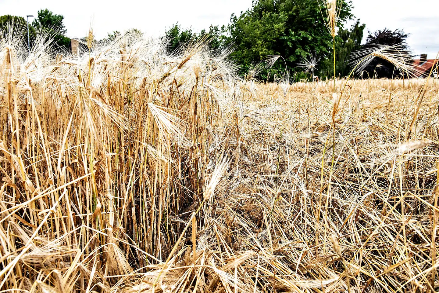 I 2018 havde den tørre sommer store konsekvenser for landbruget. I år er markerne allerede nu ramt af en usædvanlig tidlig tørke.