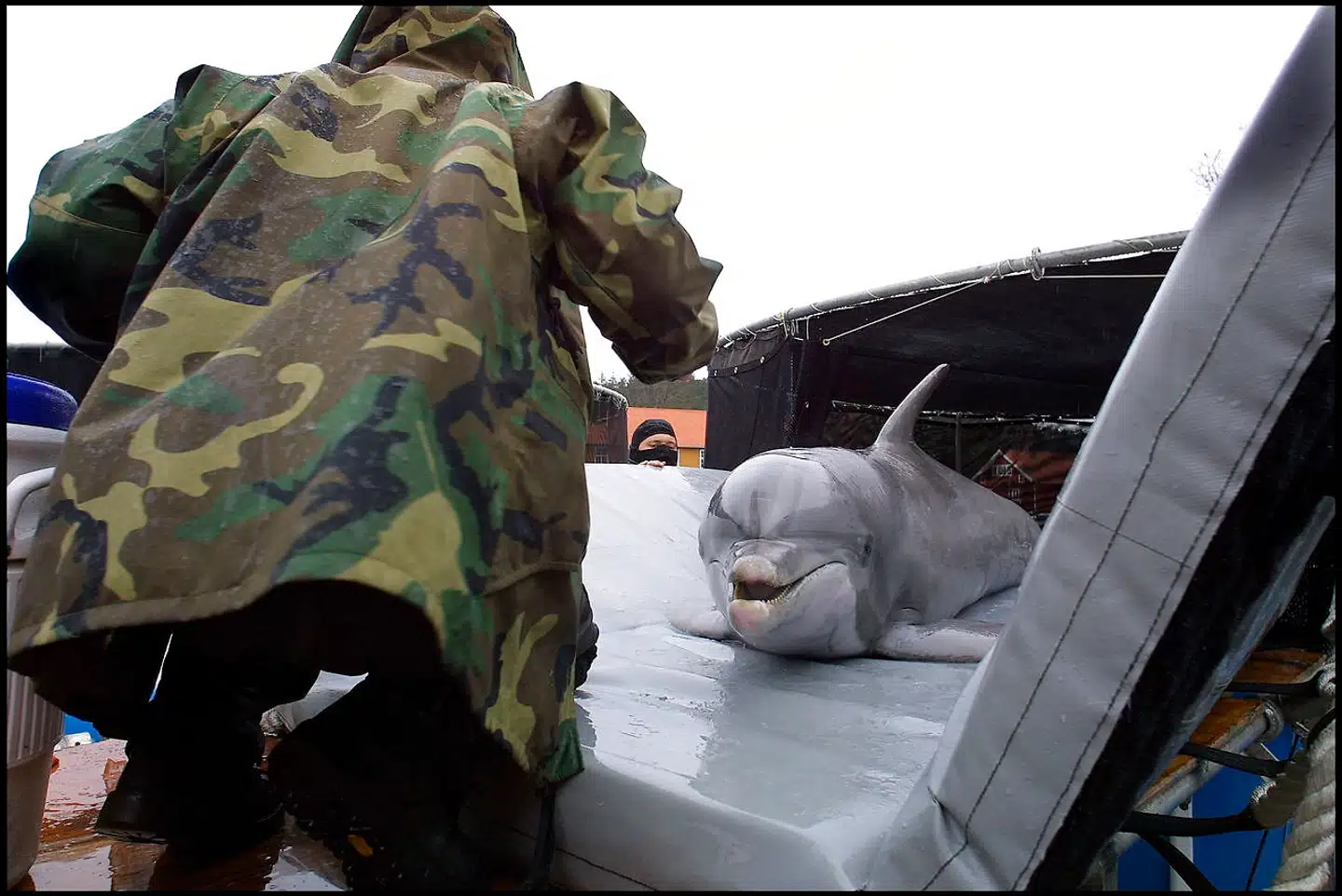 I alt 81 delfiner gør tjeneste i den amerikanske flåde. Her er det delfinen Spetz, der kommer tilbage fra opgave og retur til bassinet . Korporal Stephanie Johnson serverer sild. Arkivfoto: Henning Bagger