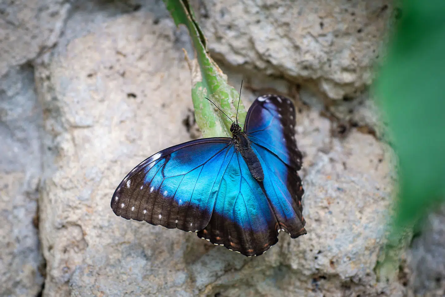 Sommerfugl Botanisk Have