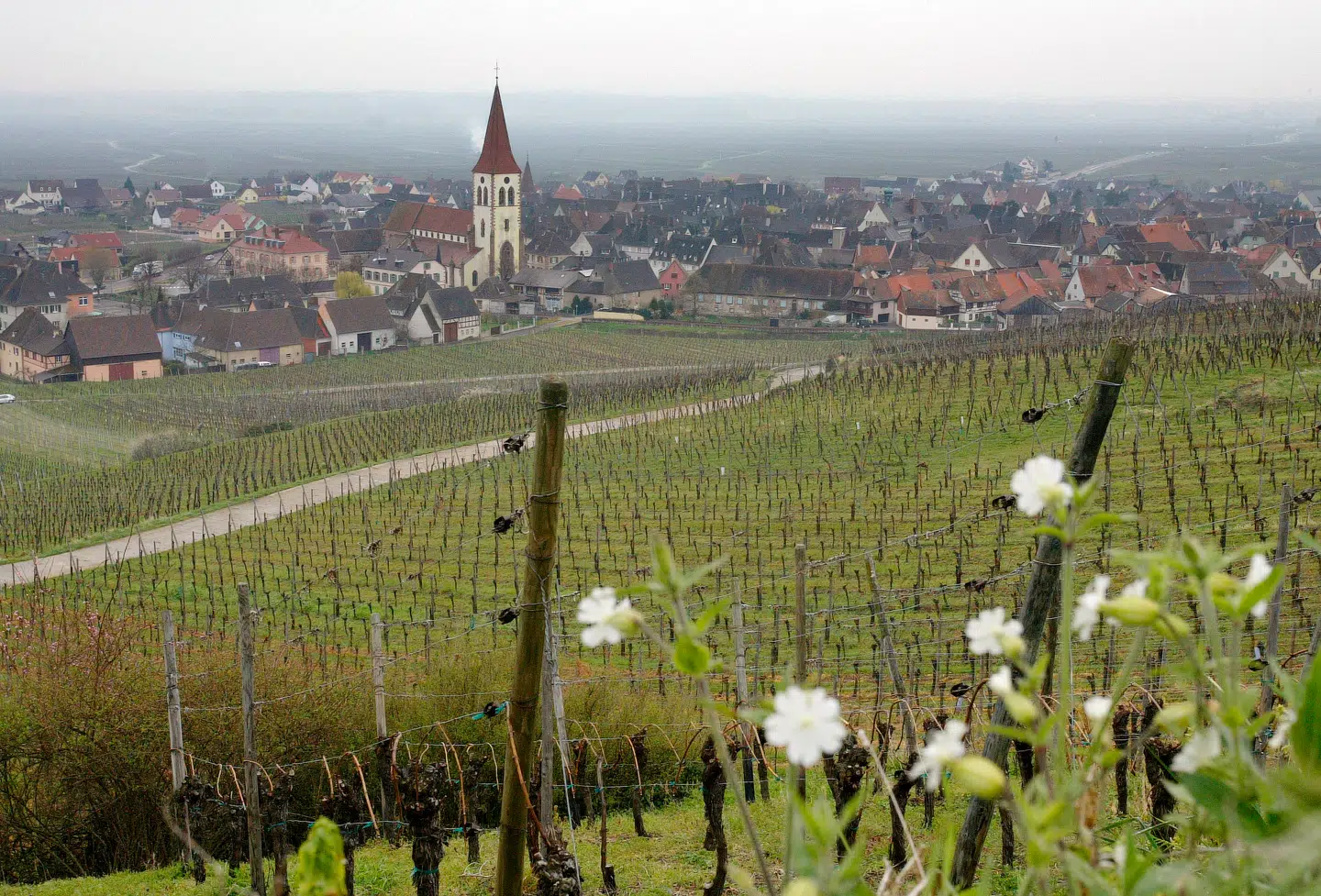 Alsace i Nordfrankrig var i 1979 arnestedet for skribentens første gastronomiske åbenbaring.