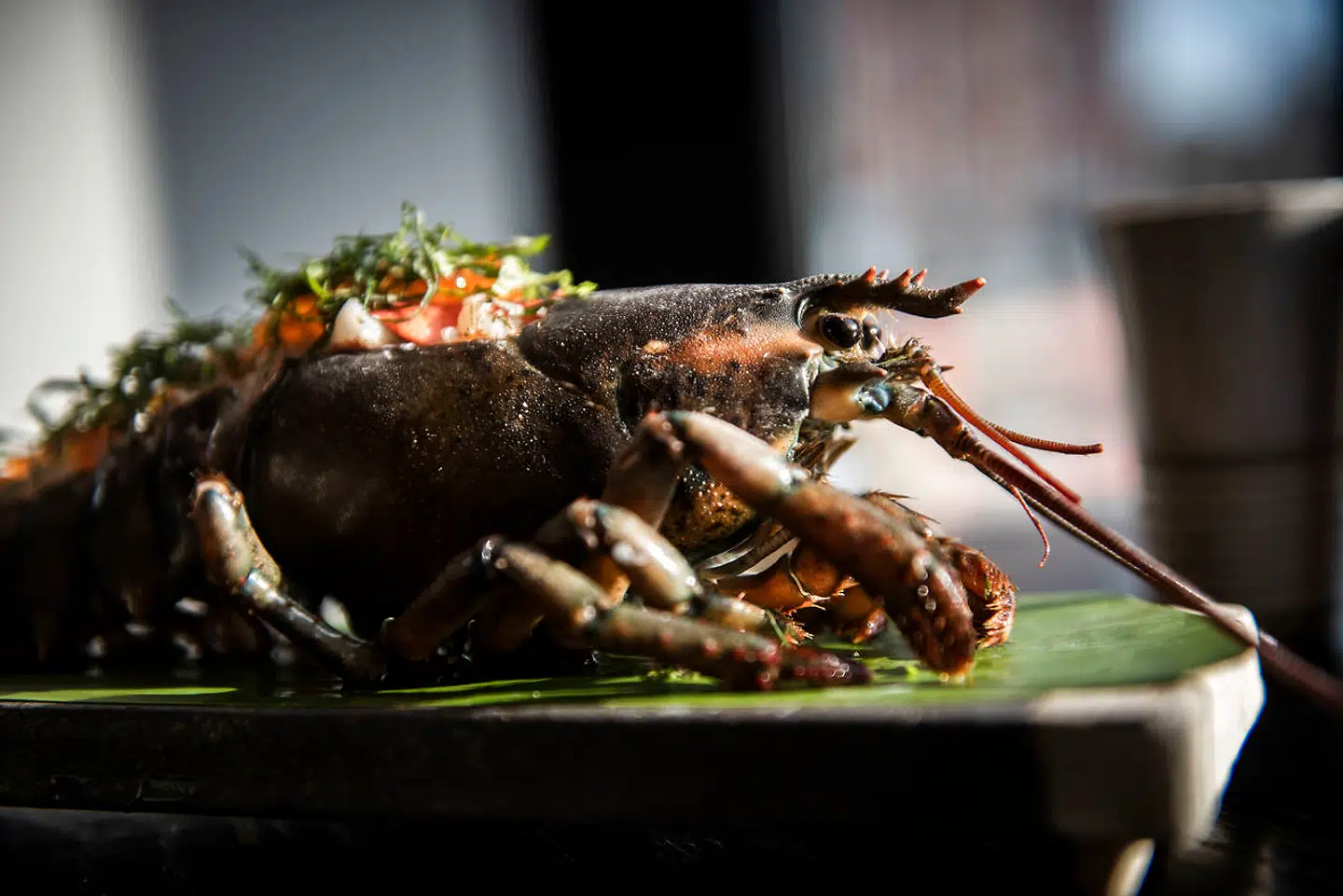 Sizzling hummer var ikke længere hverken sydende eller varm, endsige lunken. Skaldyret var simpelthen isnende koldt, hentet lige ud af køleskabet!