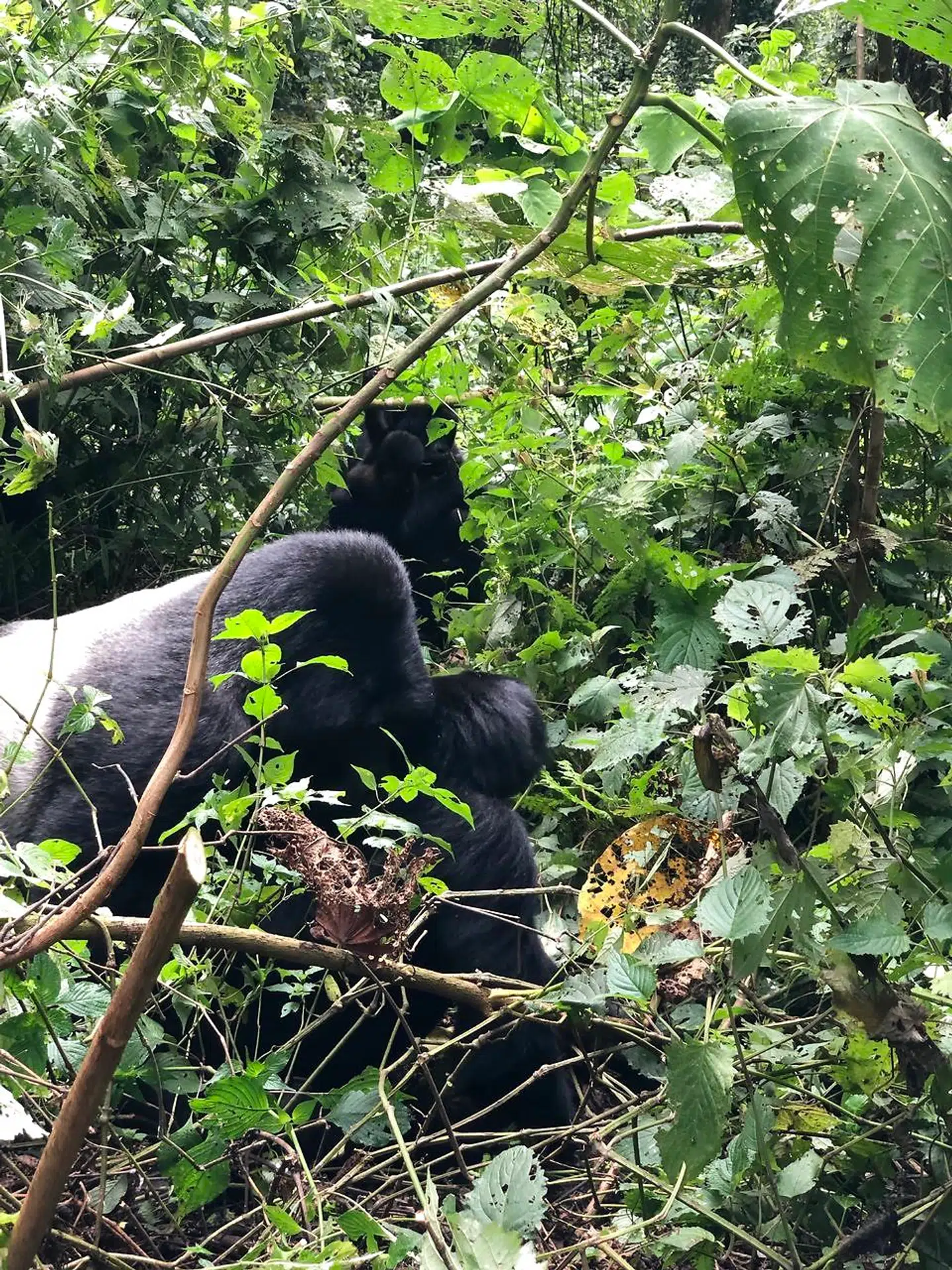Det føles meget tæt på nogen, der har sex.