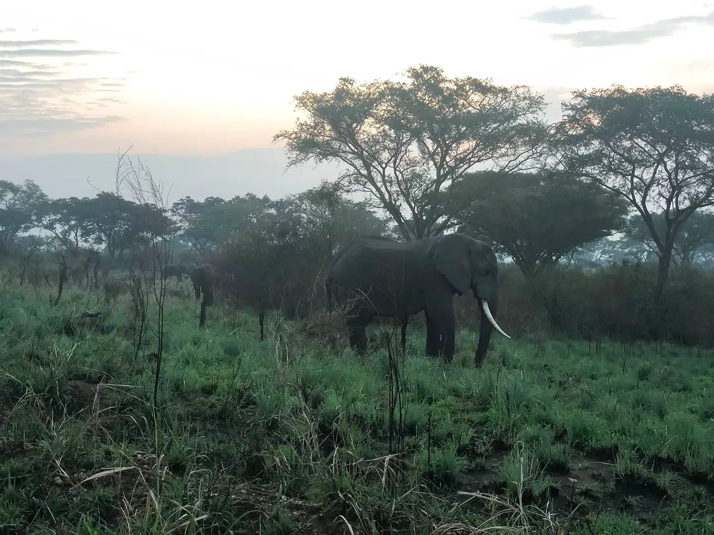 Man tror ikke, der er noget, der slår det afrikanske tusmørke, indtil det befolkes af elefanter
