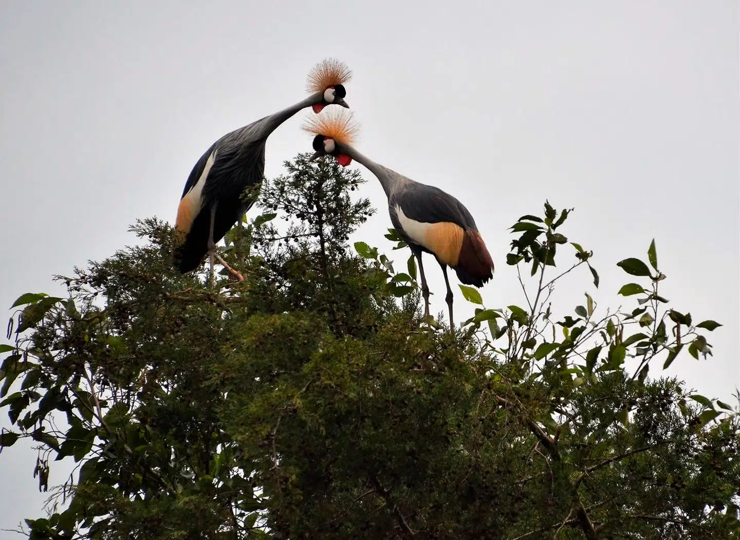 Uganda - et paradis for fugleelskere. Her krontranen, der er landets nationalfugl.