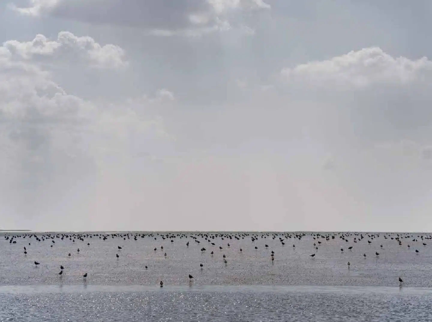 Over havet hvælver himlen sig i flere af Henrik Saxgrens fotografier – der også fanger det store fugleliv i Vadehavet.