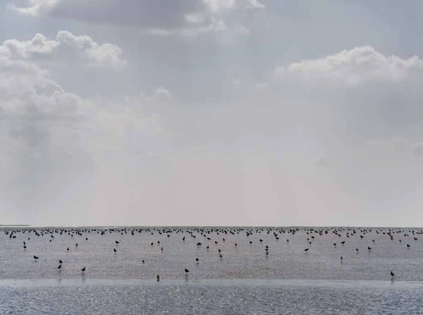 Over havet hvælver himlen sig i flere af Henrik Saxgrens fotografier – der også fanger det store fugleliv i Vadehavet.