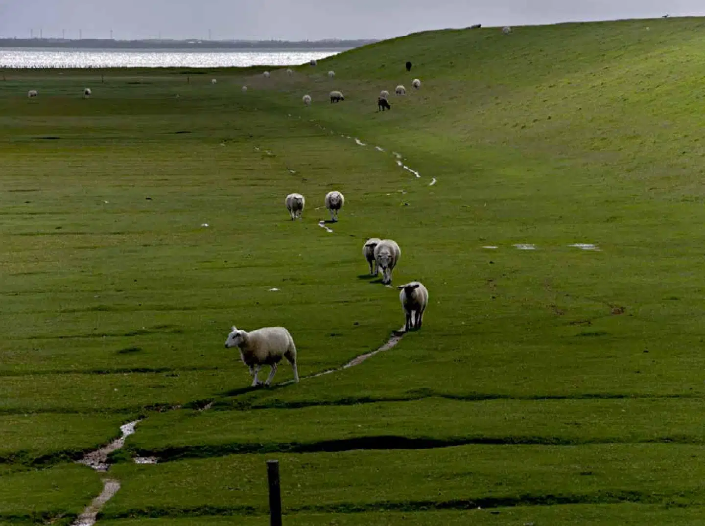 Henrik Saxgren har i mange år beskæftiget sig med at tage billeder fra verdens konfliktzoner – men blandt fårene i Tøndermarsken synes der at herske idyl og fred.