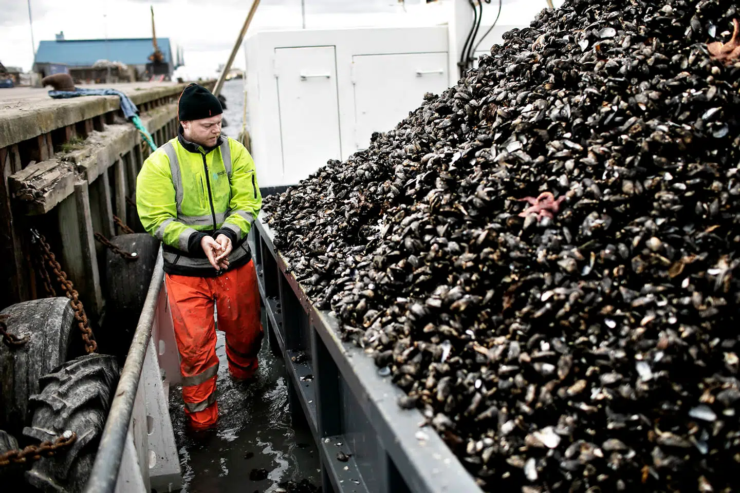 Muslingebåden Frigg lander muslinger på den østjyske kyst, hvor fiskere i årevis har bedt om lov til at fiske efter muslinger i Storebælt, men har fået nej. Manden på billedet har ingen relation til det konkrete forløb.