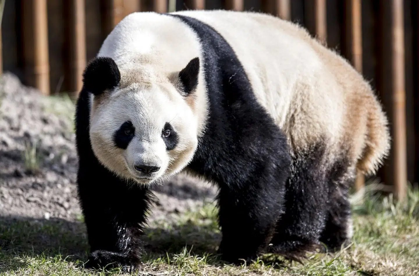 Pandaen Mao Sun finder sig til rette i sit nye anlæg i Københavns Zoo.