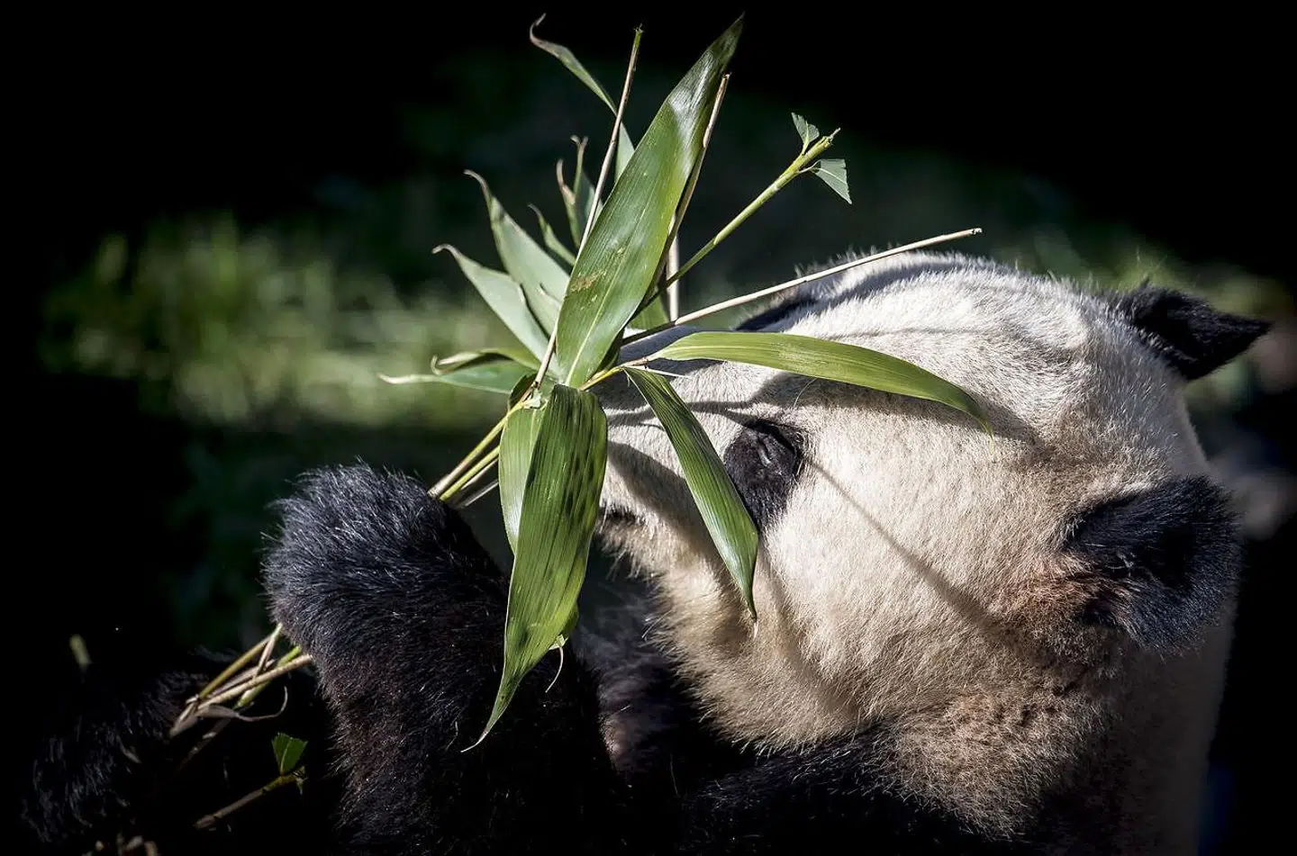Xing Er får sig noget at spise.