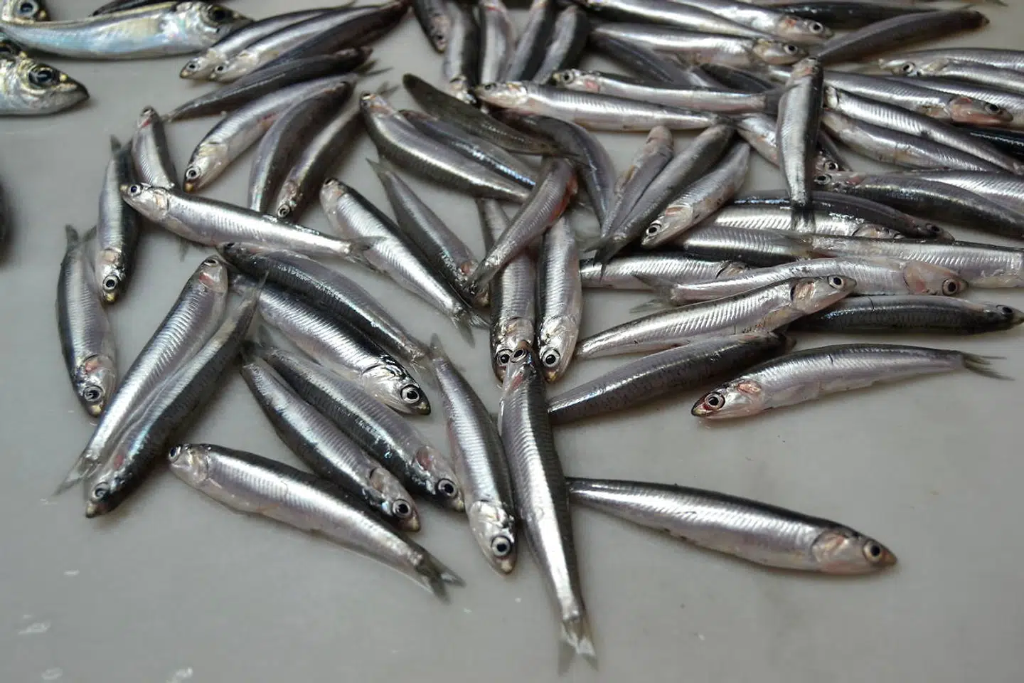 Fønikerne startede Almuñécars fiskeindustri 400 år f.v.t., og maurerne forbedrede den. I dag er frisk fisk og skaldyr fortsat på menuen mange steder i byen. Her frisklandede ansjoser.