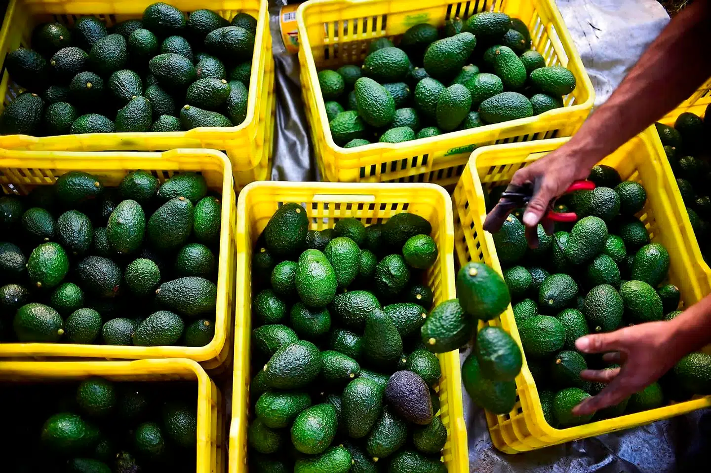 Avocadopriserne stiger voldsomt i Mexico, der er verdens største leverandør.