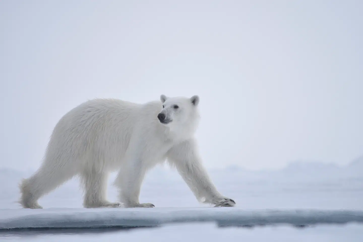 Isbjørn i sine naturlige omgivelser på Svalbard. Hvor den stadigt varmere natur dog er på vej til at give isbjørnene kortere vintre og dårligere livsvilkår. Foto fra Netflix-serien »Our Planet«: David Reid / Silverback/Netflix