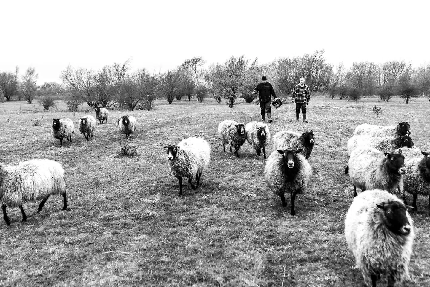 De fleste veteraner, der har boet i en periode på Strynø, har hjulpet med at fodre og passe dyrene på stedet. Sommer og vinter. I solskin og i regnvejr.