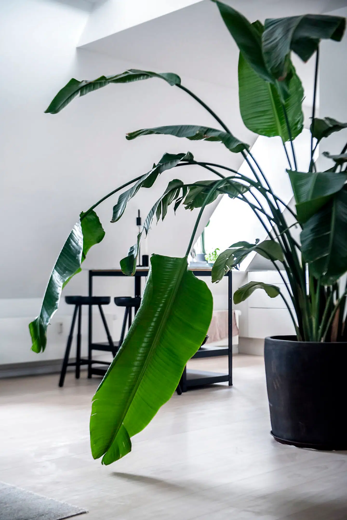 Planten i stuen er vokset sig så stor, at den burde betale husleje.