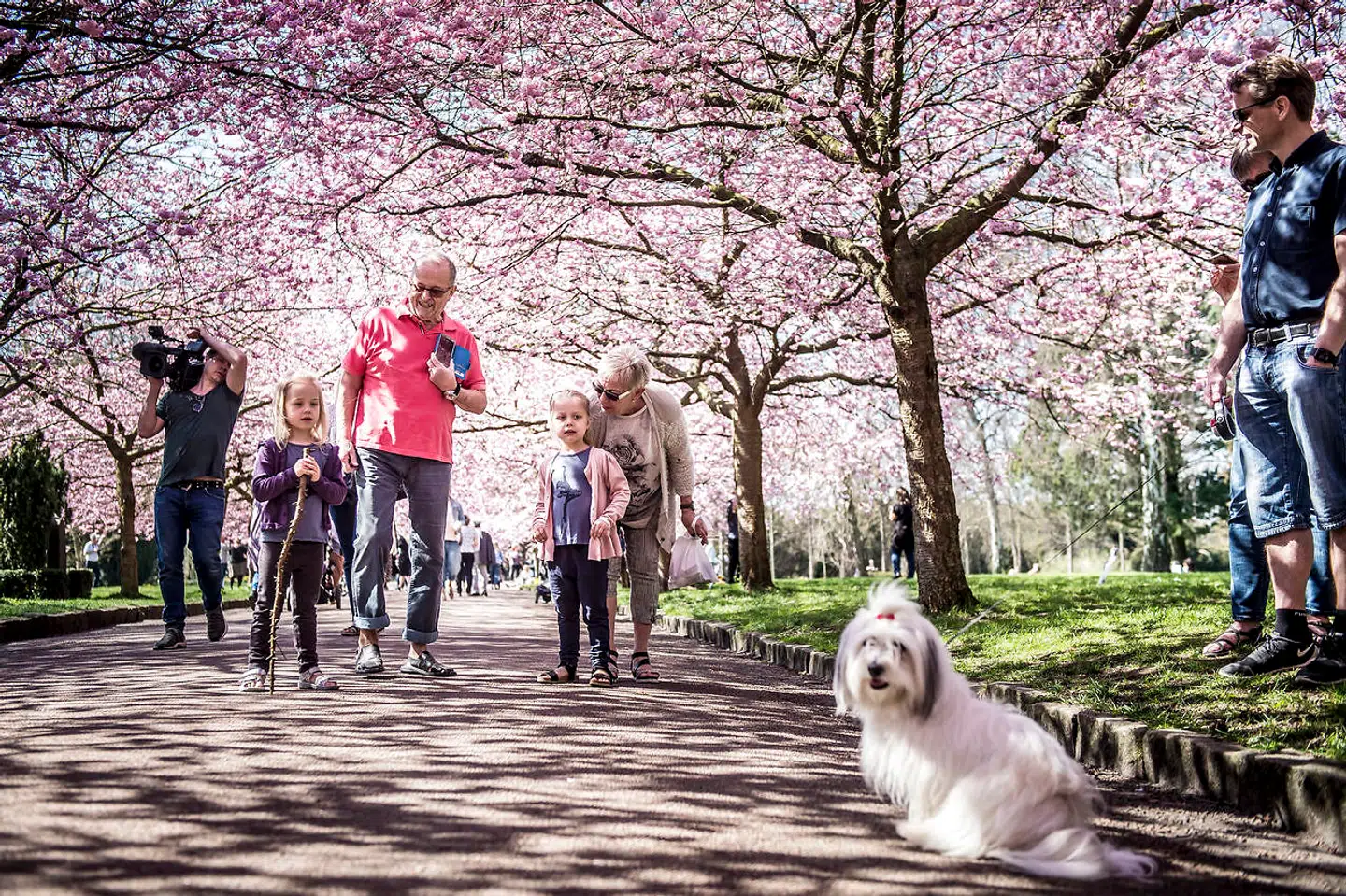 Sådan så det ud sidste år, da kirsebærtræerne på Bispebjerg Kirkegård toppede midt i april.