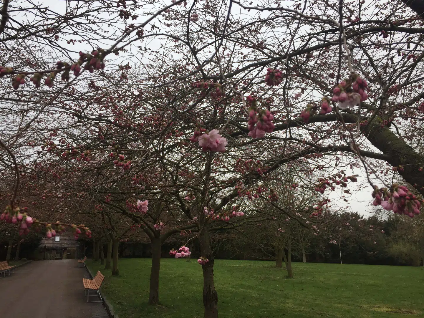 De første blomsterknopper er allerede sprunget ud. Snart vil hele himlen være lyserød.