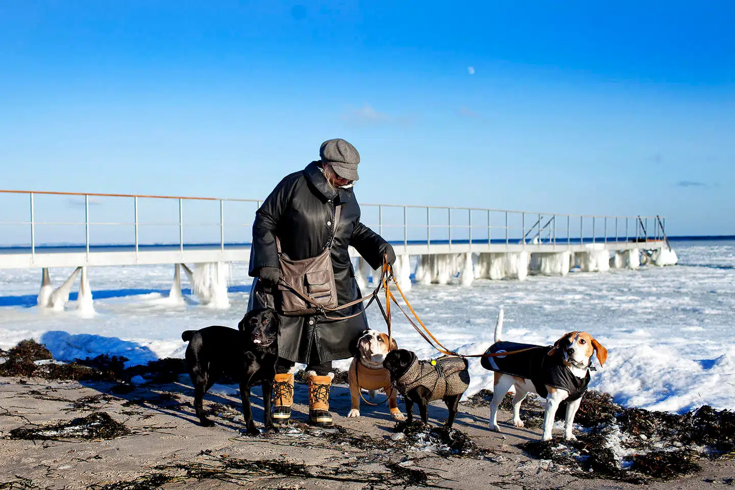 Det er blevet mere populært for private hundepassere at indgå i deleøkonomiske pasningsaftaler, men det kan blive en dyr affære, hvis uheldet er ude, og man ikke har en ansvarsforsikring.