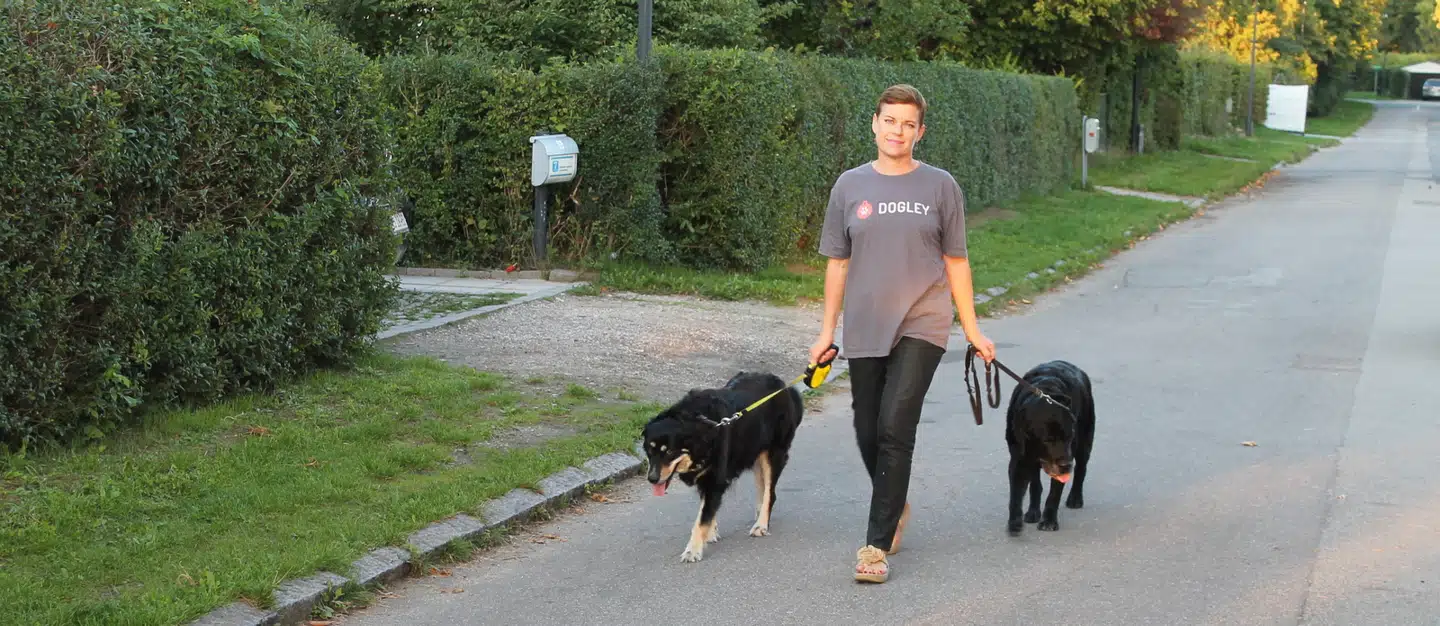 Det er blevet mere populært for private hundepassere at indgå i deleøkonomiske pasningsaftaler, men det kan blive en dyr affære, hvis uheldet er ude, og man ikke har en ansvarsforsikring.