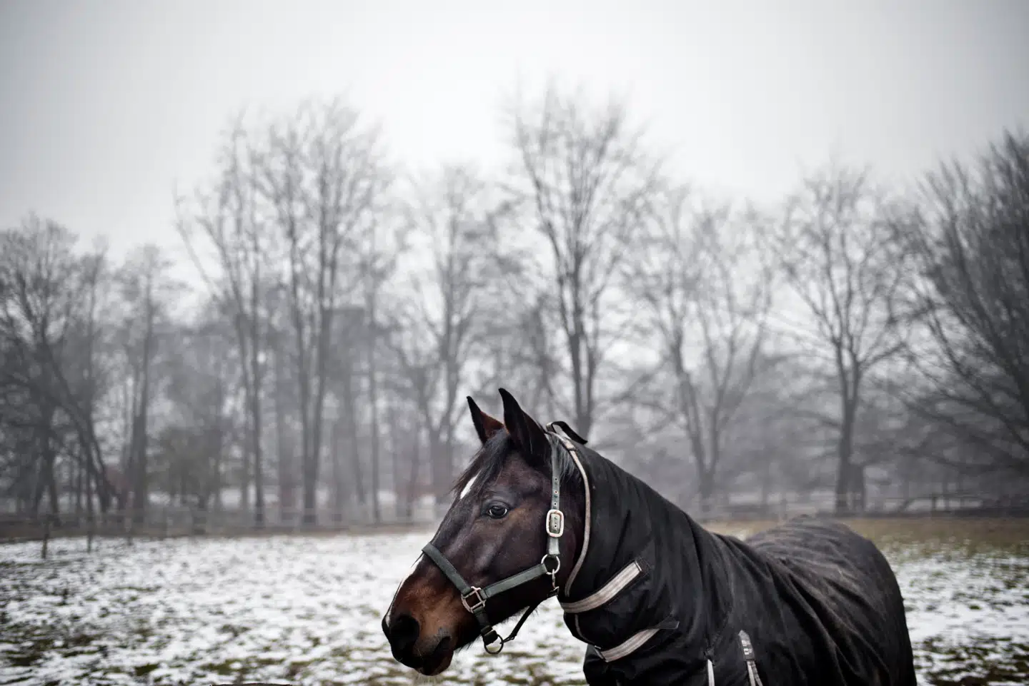 For at være momspligtig ved salg af en byggegrund, skal man have drevet erhvervsmæssig aktivitet på det. Og der er ingen bagatelgrænse, viser en afgørelse fra Skatterå-det, hvor grunden havde været brugt til hestehold og lidt bed and breakfast.