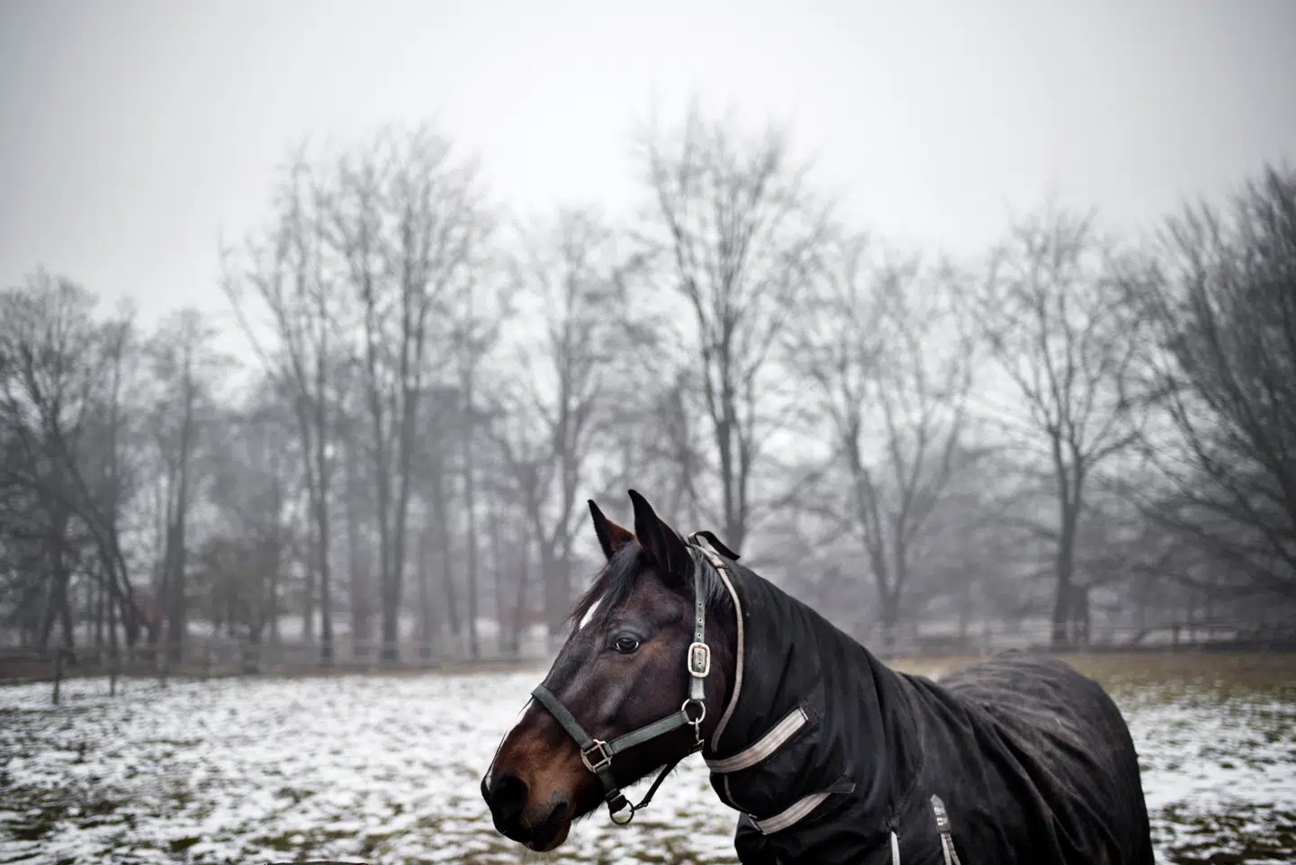 For at være momspligtig ved salg af en byggegrund, skal man have drevet erhvervsmæssig aktivitet på det. Og der er ingen bagatelgrænse, viser en afgørelse fra Skatterå-det, hvor grunden havde været brugt til hestehold og lidt bed and breakfast.