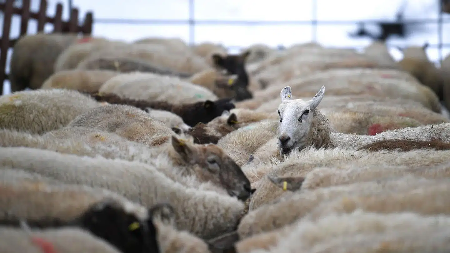 Lamme- og oksekød fra Irland er nogle af de varer, der vil blive pålagt de højeste toldsatser, hvis Storbritannien forlader EU uden en aftale.