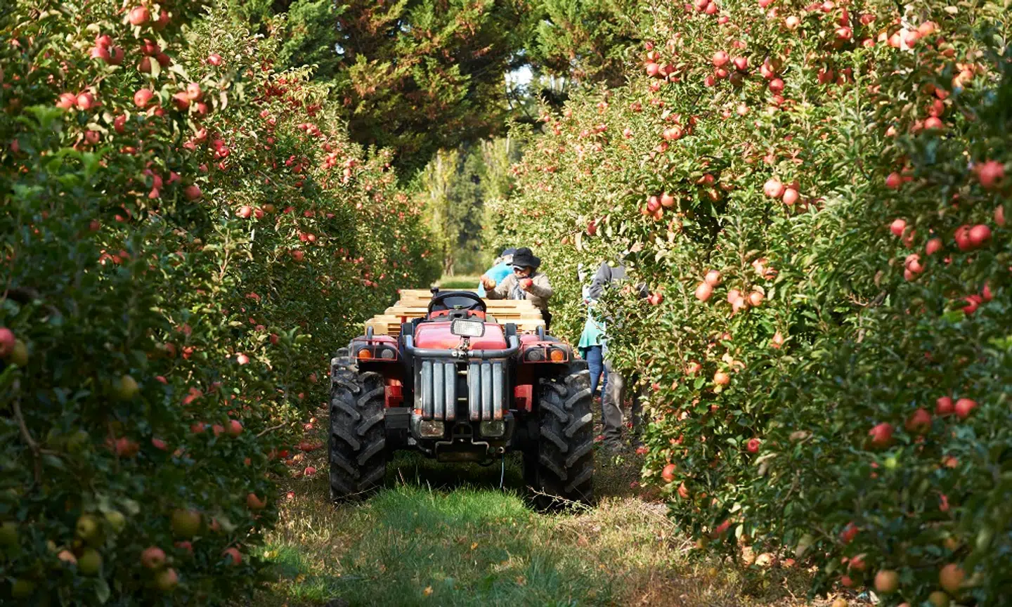 Der er kommet mere og mere fokus på madspild, hvilket også har gjort, at landbruget har skiftet fokus. Æblefarmeren Rémy Foissey fortæller, at de aldrig smider æbler ud. Billede: Pink Lady®