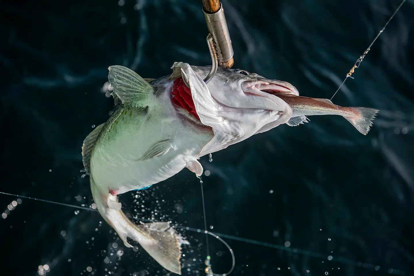 Turens største torsk på 4,3 kg bliver kroget. Den har en halvslugt fisk i munden.