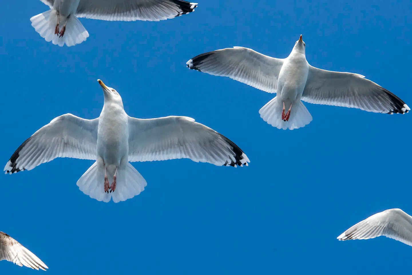 De sultne måger svæver over kutteren på vej mod land, i håb om at der bliver smidt lidt fiskeaffald over bord.
