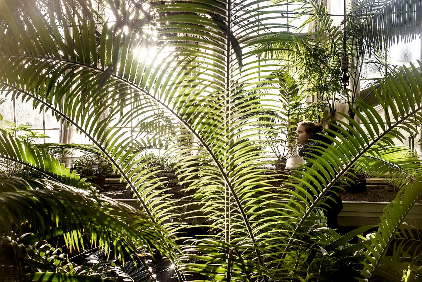 Væksthuset i Botanisk Have blev finansieret af J.C. Jacobsen, der også var med til at tegne nogle skitser til konstruktionen. Det blev taget i brug i 1874, og omkring 100 år senere var det store drivhus så slidt, at der var overvejelser om at rive det 94 m lange bygningsværk ned og erstattet det med et nyt. Det var ikke populært i 1970erne, og undervejs i beslutningsprocessen blev Palmehuset belejligt nok fredet.