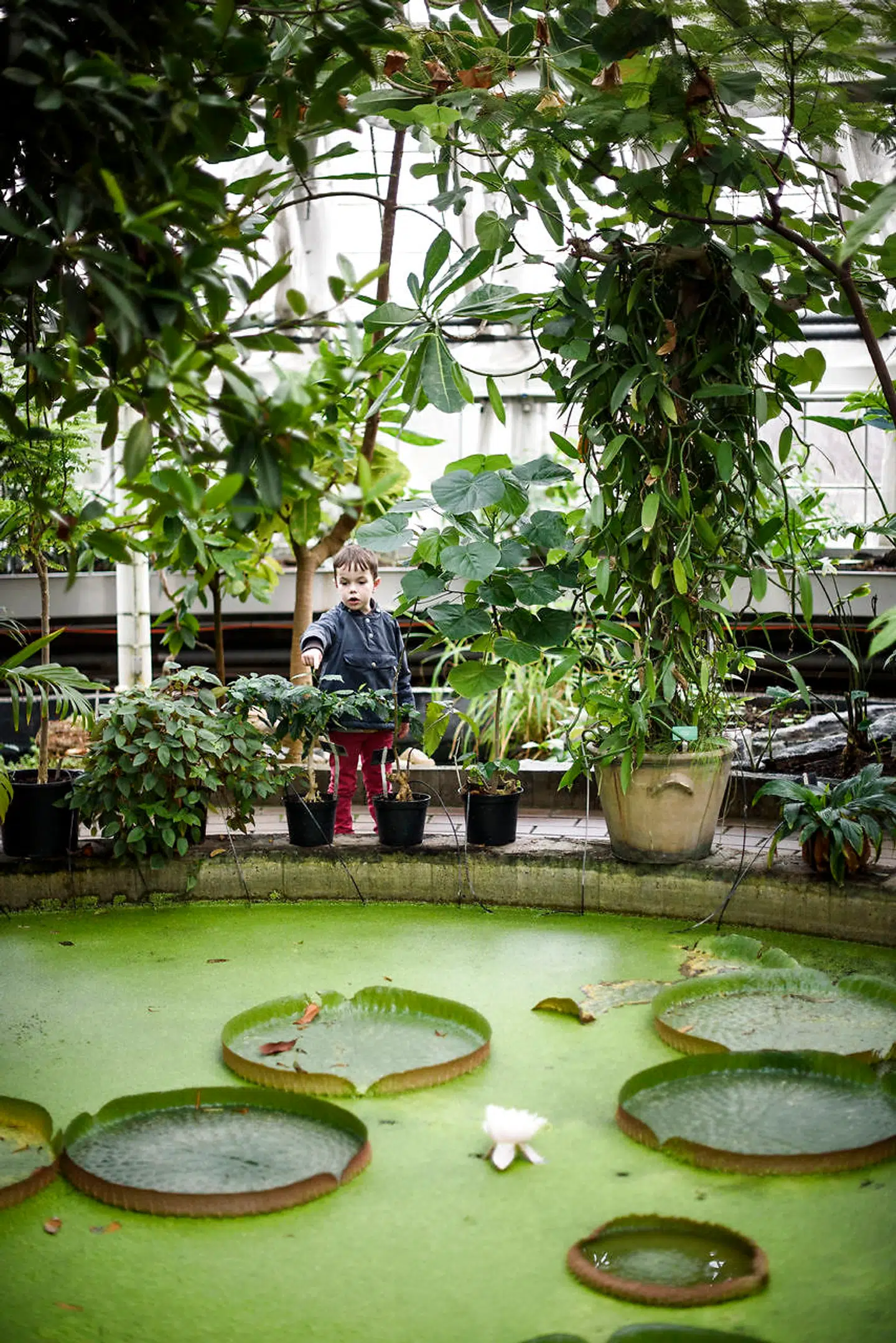 Botanisk Haves væksthus er et anbefalelsesværdigt udflugtsmål for alle generationer. Her kan man møde planter fra hele verden.